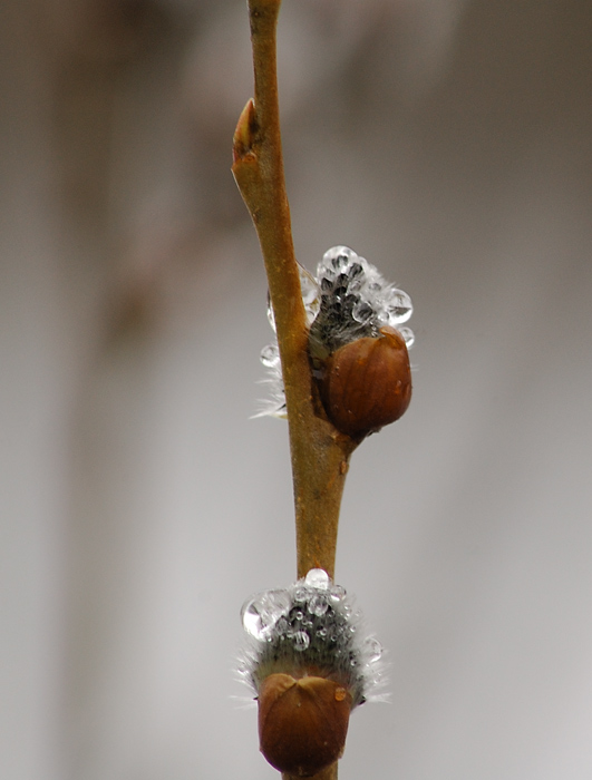 photo "***" tags: nature, macro and close-up, 