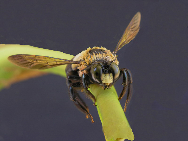 photo "bee on twig" tags: nature, macro and close-up, insect