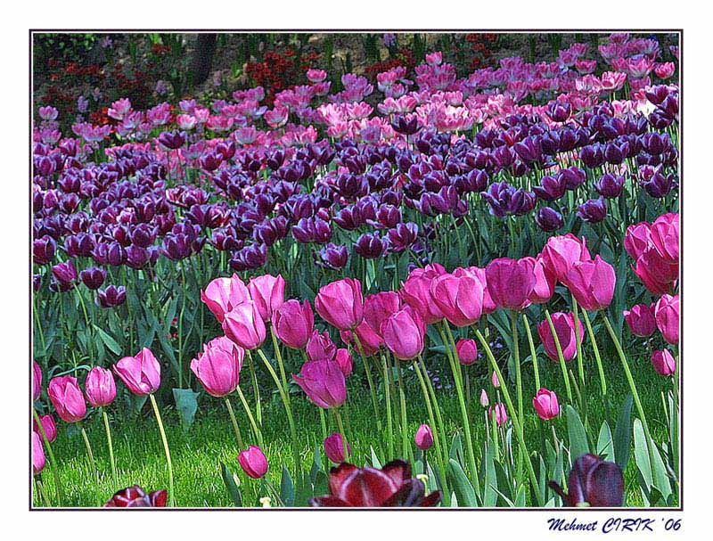 photo "tulips" tags: landscape, spring