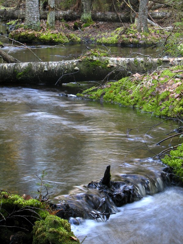 photo "'In the forest'" tags: landscape, forest, water