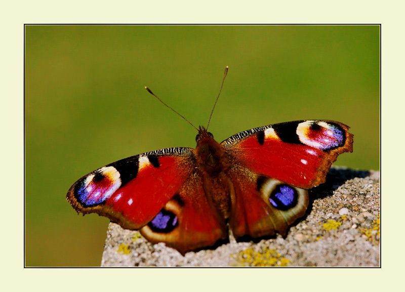 photo "Butterfly" tags: macro and close-up, 