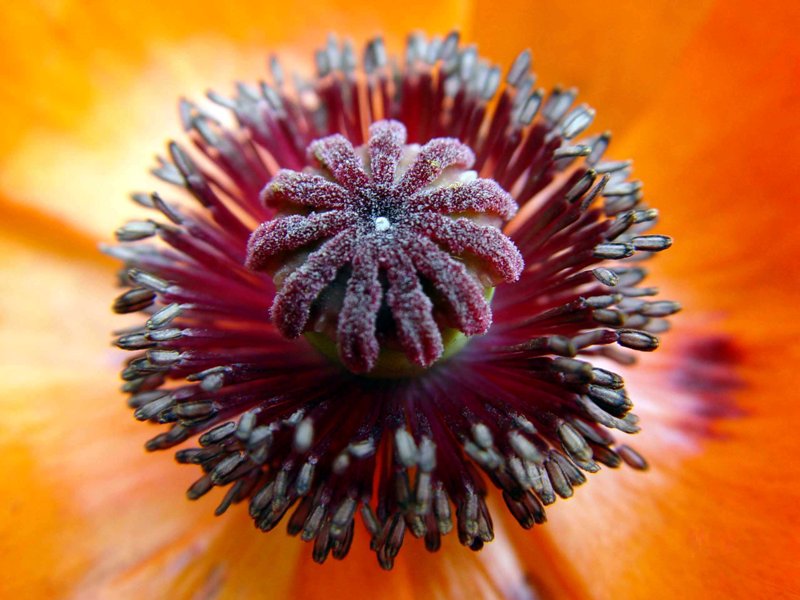 photo "***" tags: macro and close-up, nature, flowers