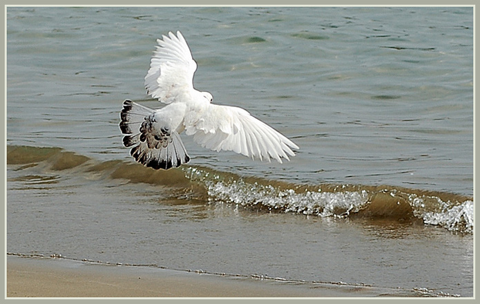 photo "Flight over the ocean" tags: landscape, nature, water, wild animals