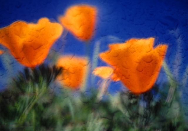 photo "Impressions - California Poppies" tags: nature, abstract, flowers