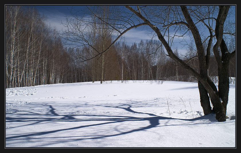 photo "Winter, trees, shadows - 1" tags: landscape, winter