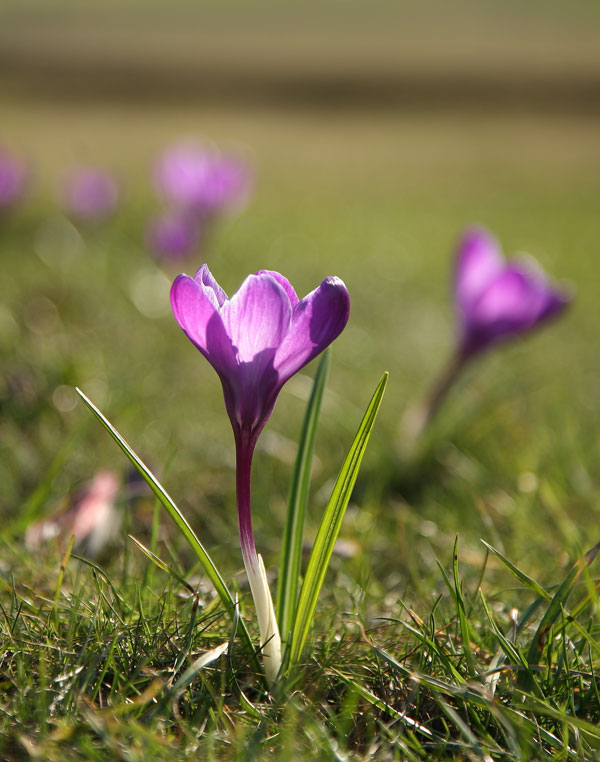 фото "Рождение весны" метки: природа, цветы