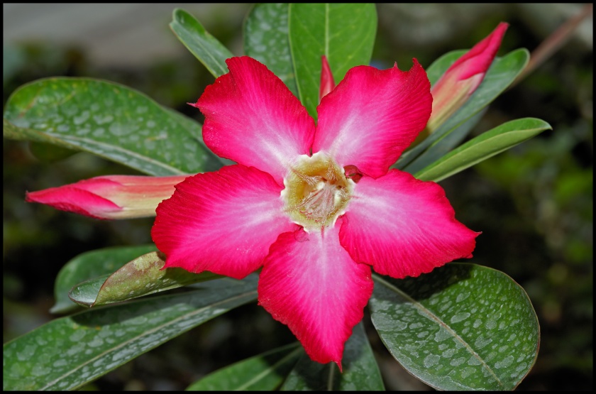 photo "***" tags: travel, nature, Asia, flowers