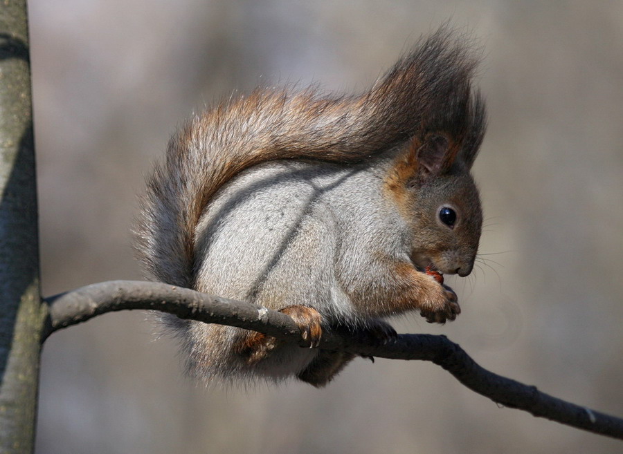 photo "A squirrel who doesn't squirrel away" tags: nature, wild animals