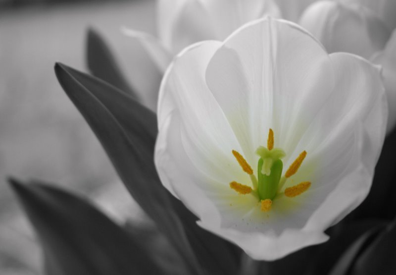 photo "~ My Tulip ~" tags: nature, flowers