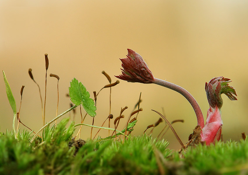 photo "***" tags: nature, macro and close-up, flowers