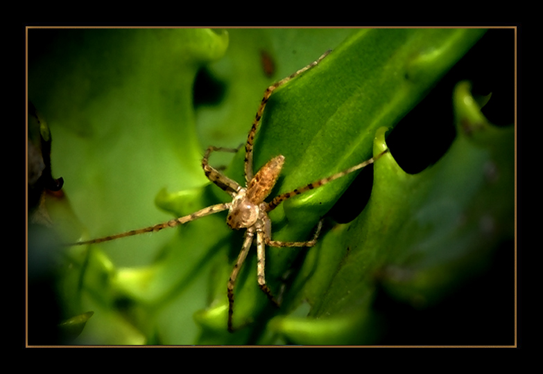 фото "SPIDER  WOMAN" метки: макро и крупный план, 