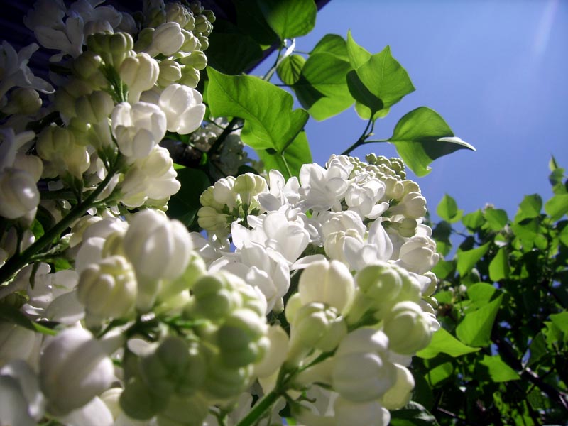 фото "Сирень" метки: природа, макро и крупный план, цветы