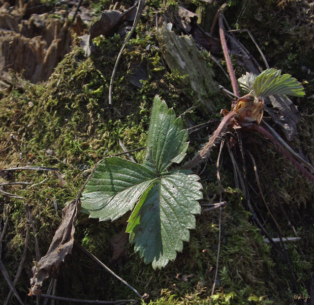 photo "Temperature record, or today in a wood" tags: nature, landscape, flowers, forest