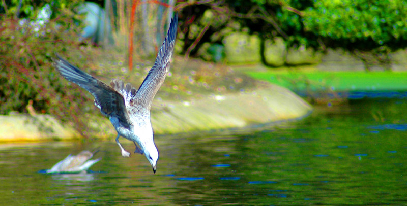 photo "Psychedelic Seagul" tags: nature, abstract, wild animals