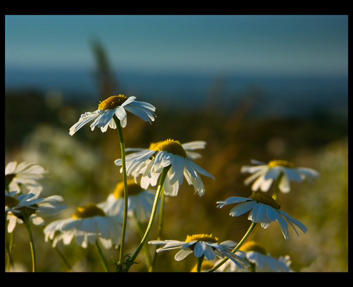 photo "***" tags: nature, flowers