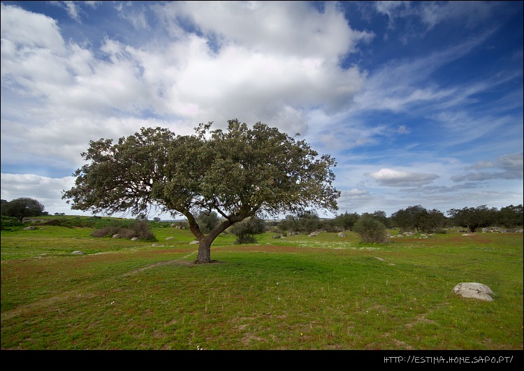 photo "Tree" tags: landscape, spring