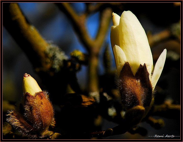 photo "magnolia" tags: nature, macro and close-up, flowers