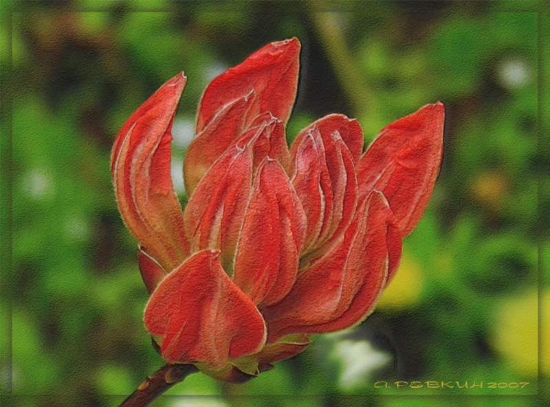 photo "The Japanese etude" tags: nature, macro and close-up, flowers