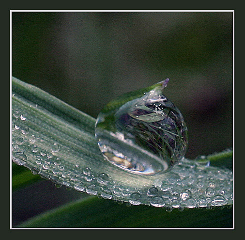 photo "***" tags: macro and close-up, nature, 