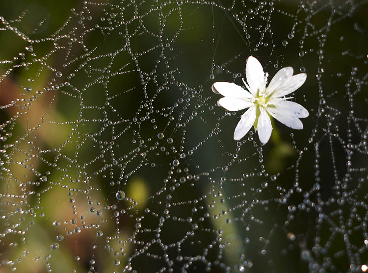 photo "Morning Dew" tags: macro and close-up, nature, flowers