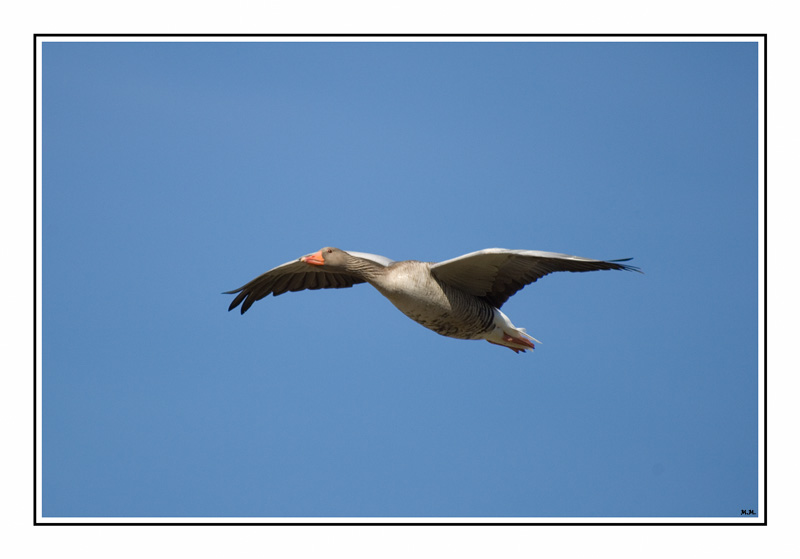 photo "Grey gooses over Bavarian area" tags: nature, wild animals