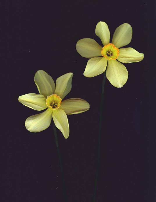 photo "Daffs" tags: nature, macro and close-up, flowers