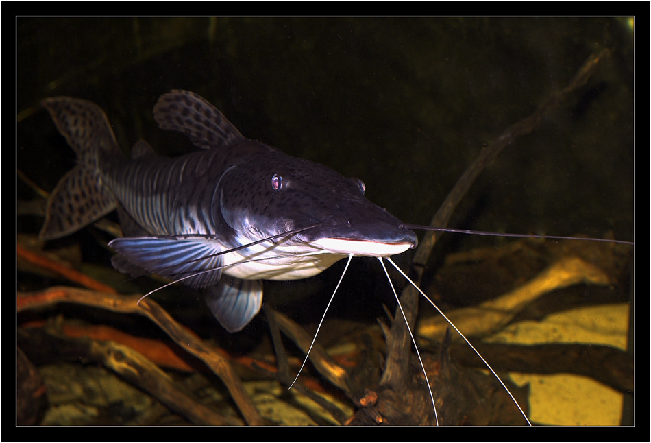 photo "the monster sheat-fish" tags: nature, wild animals