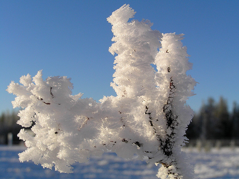 photo "Winter flower" tags: nature, landscape, flowers, winter