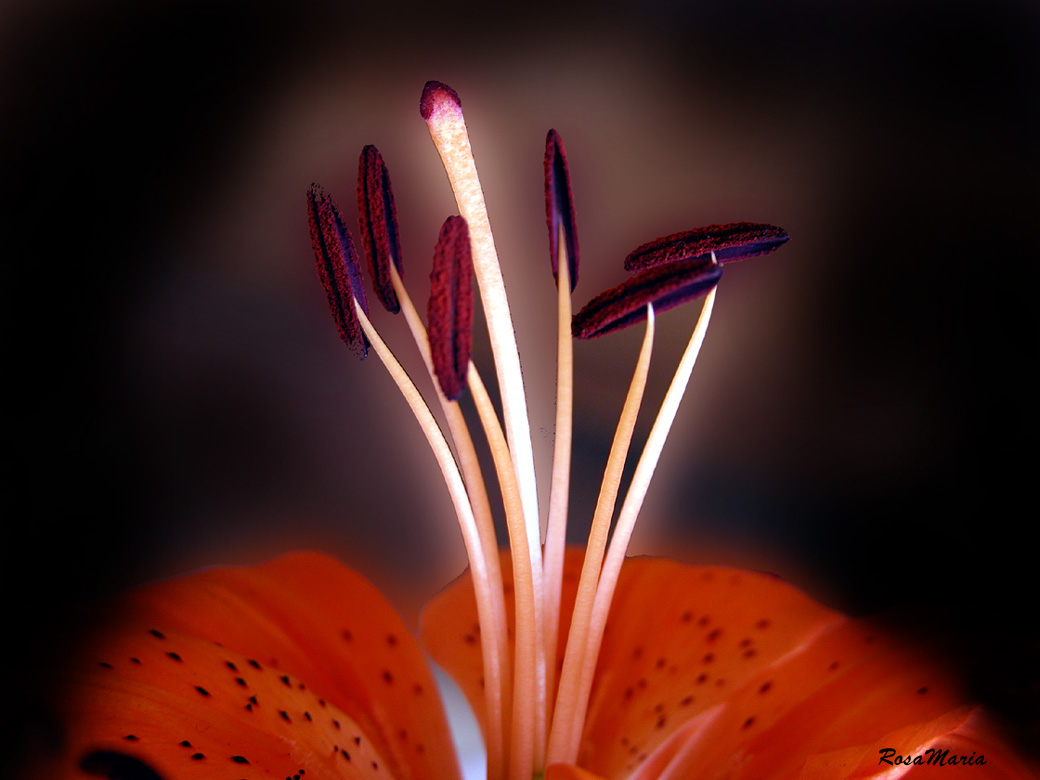 photo "Luminous Stamens" tags: macro and close-up, 