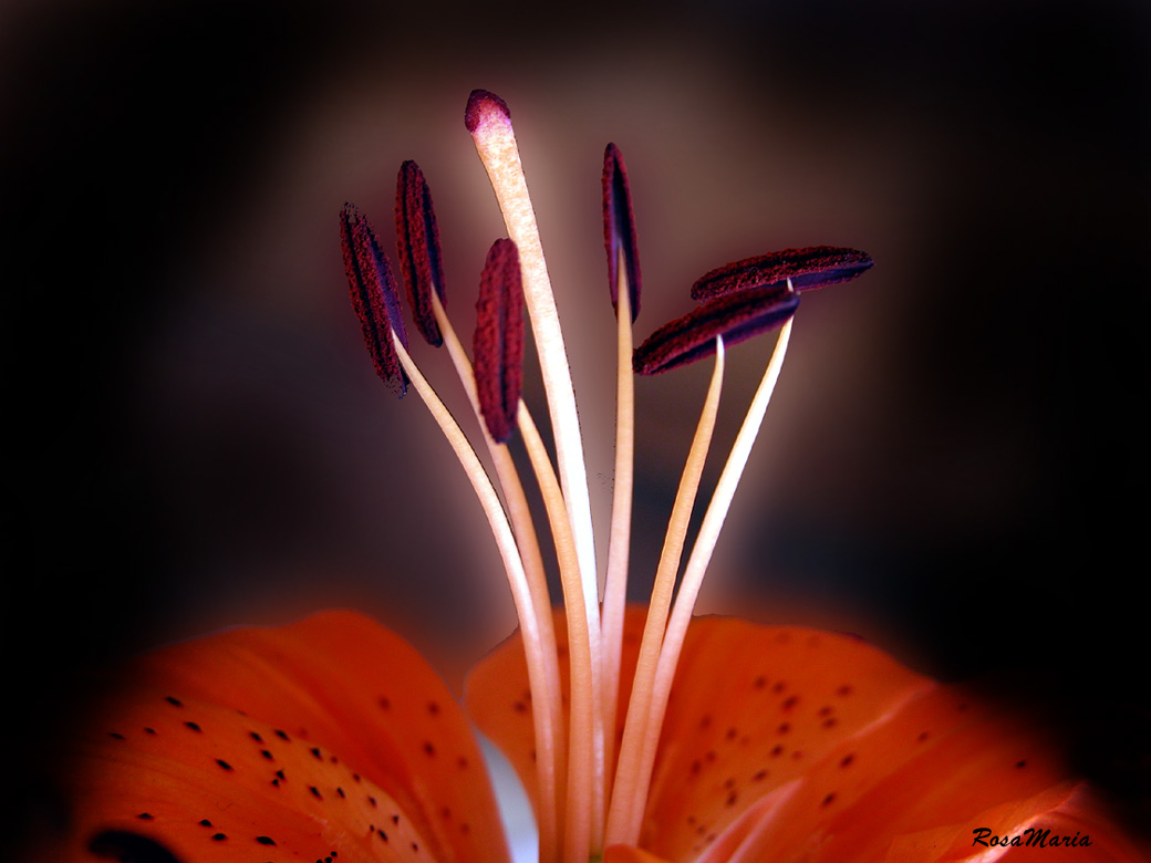 фото "Luminous Stamens" метки: макро и крупный план, 