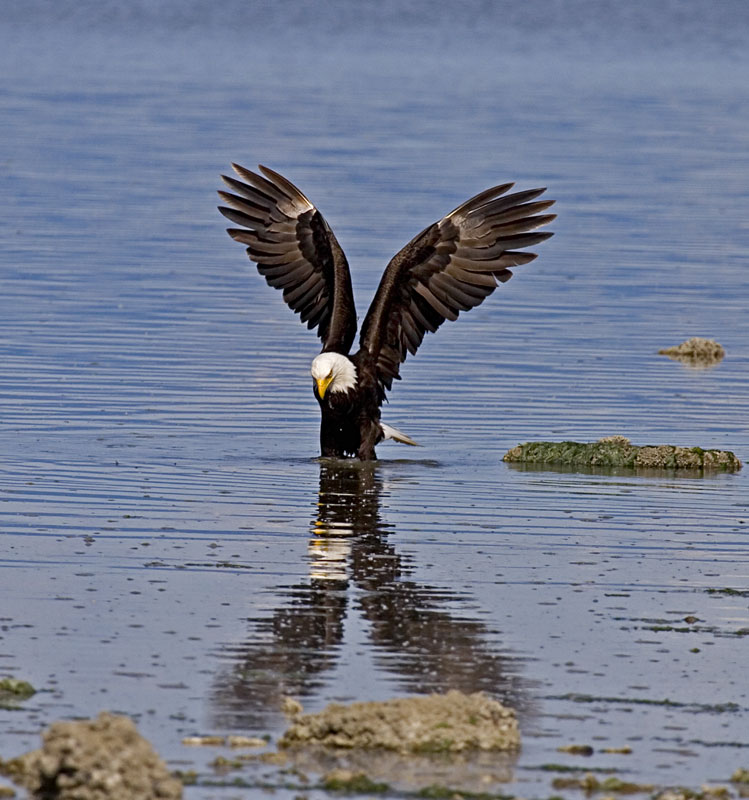 photo "***" tags: nature, wild animals