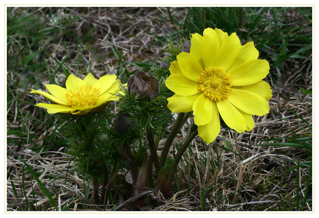 photo "Adonis vernalis" tags: macro and close-up, nature, flowers