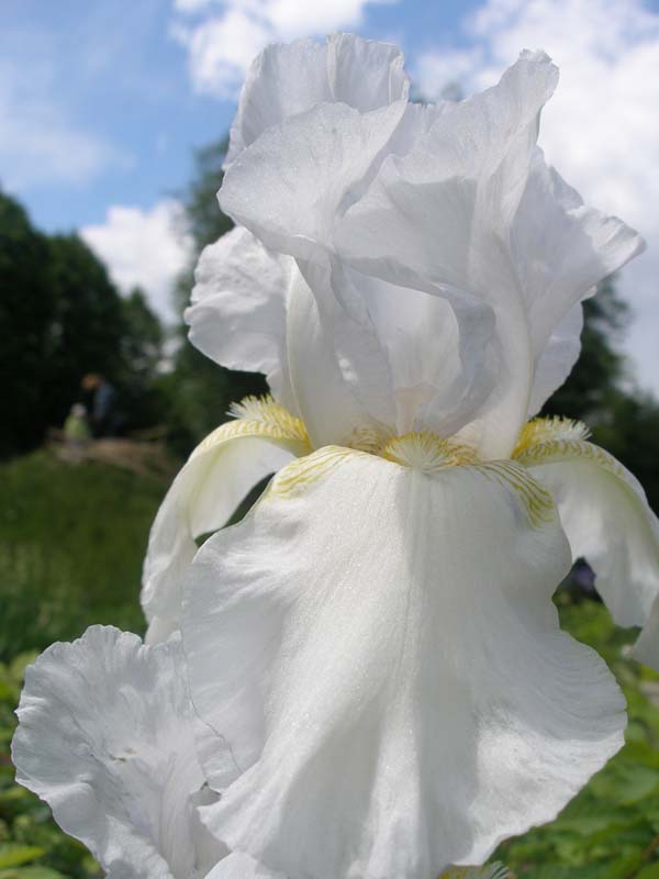 photo "***" tags: nature, flowers