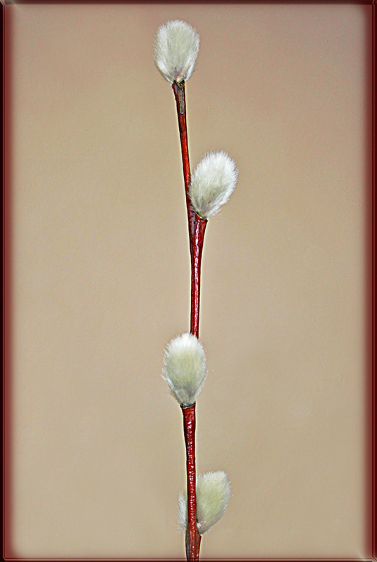 photo "Лаконичность" tags: nature, macro and close-up, flowers