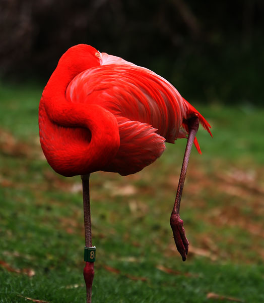 photo "10636.b Pink flamingo dreams" tags: nature, wild animals