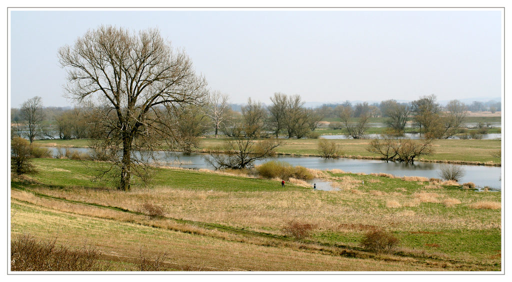 photo "Oder" tags: landscape, spring