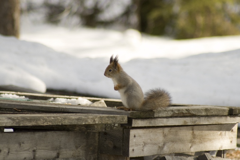 photo "***" tags: nature, wild animals