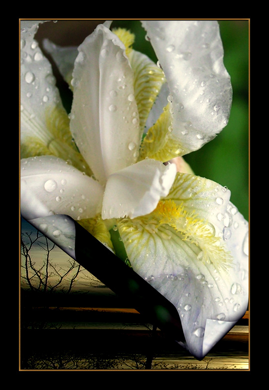 photo "WET LILY" tags: nature, flowers