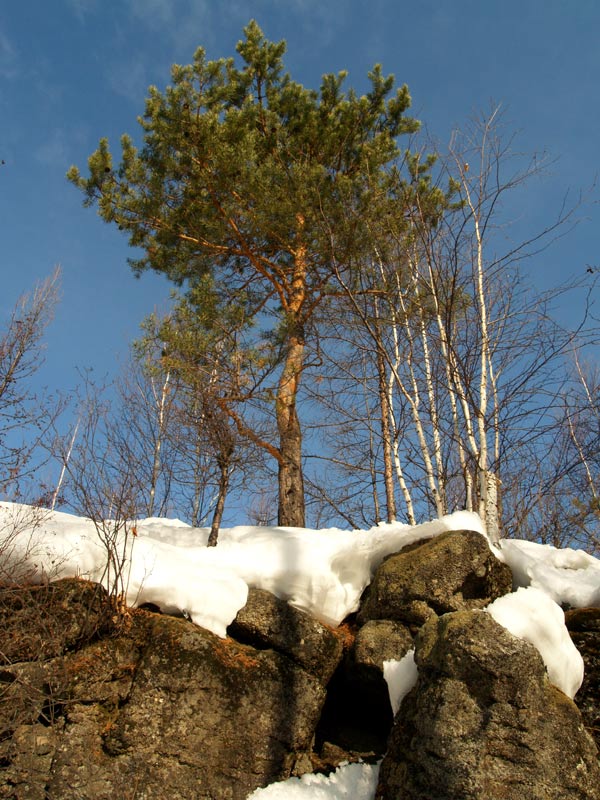 photo "***" tags: landscape, forest, mountains