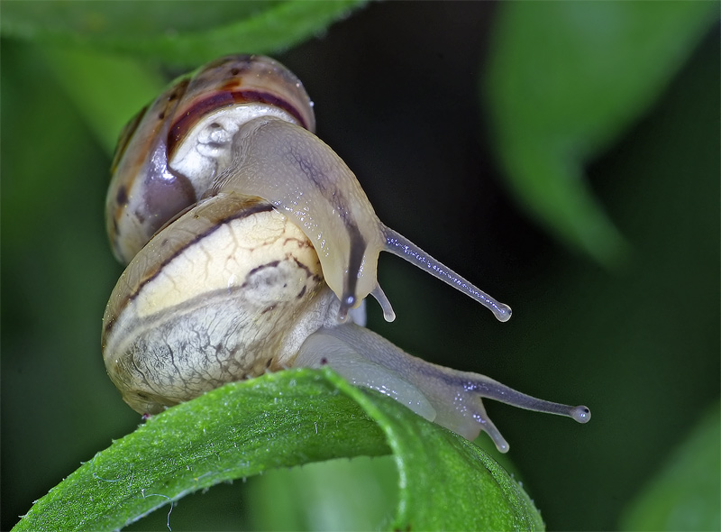 photo "***" tags: nature, macro and close-up, insect