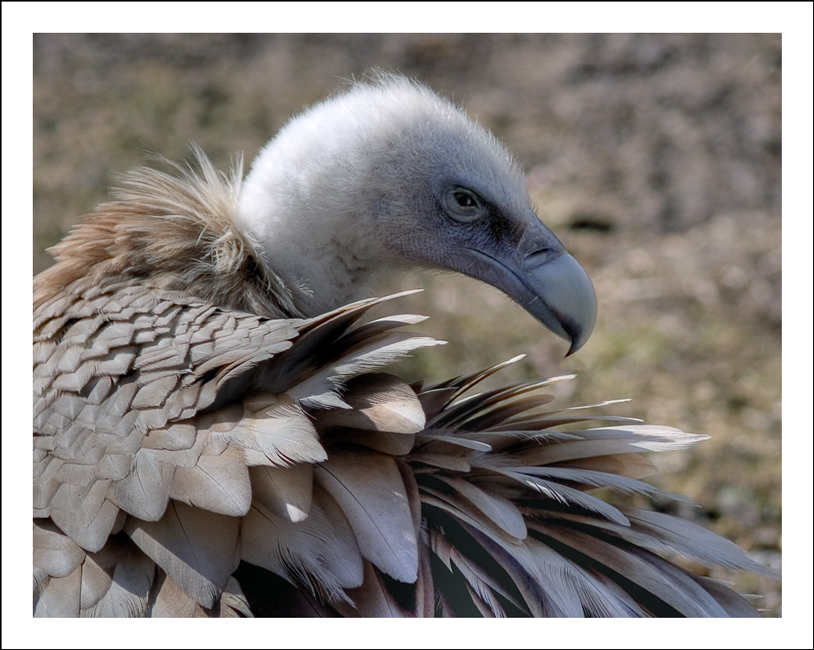 photo "I am white and fluffy!" tags: nature, wild animals