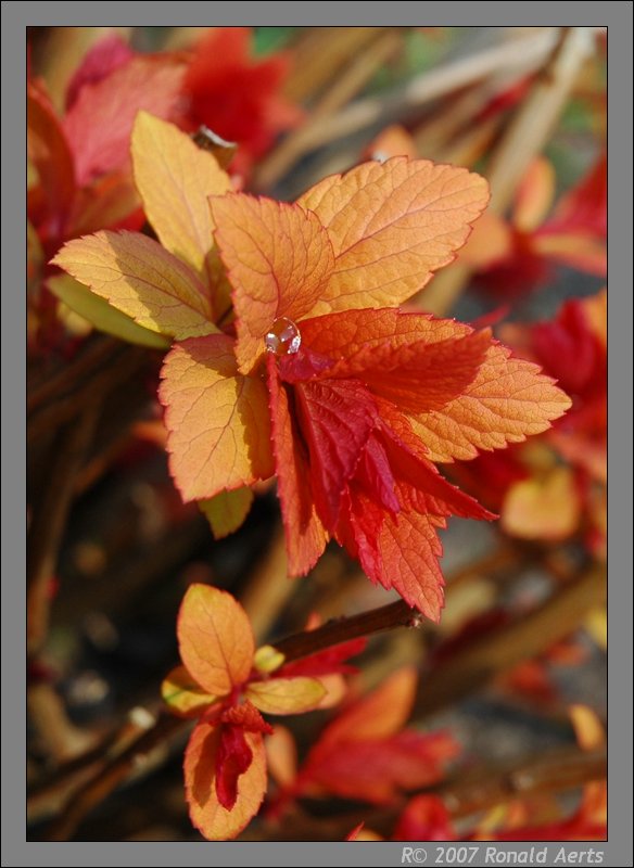 photo "Spring 2" tags: nature, macro and close-up, flowers