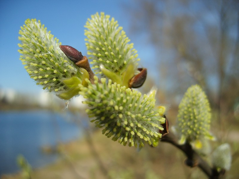 photo "***" tags: nature, macro and close-up, 