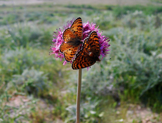 photo "***" tags: landscape, nature, insect, spring