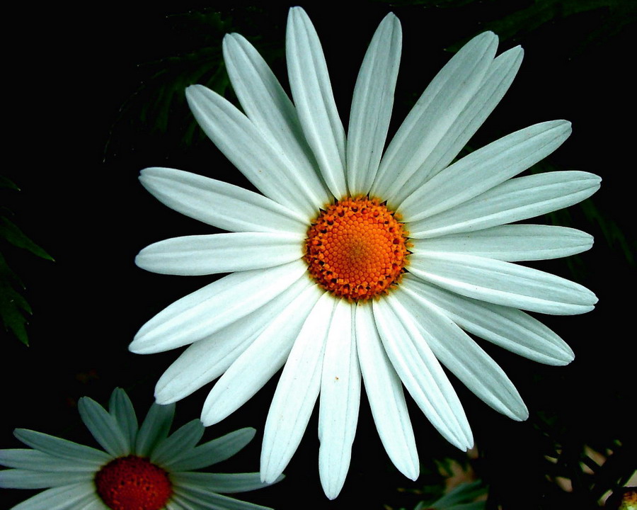 photo "Flowers" tags: macro and close-up, nature, flowers