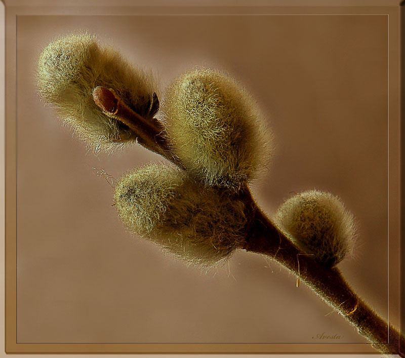 photo "Pussy willow" tags: nature, macro and close-up, flowers