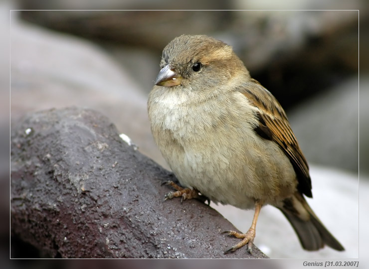photo "Sparrow" tags: , 