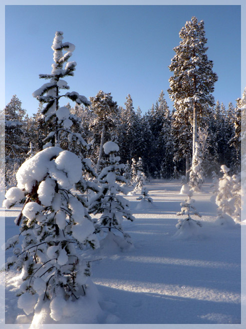 photo "***" tags: landscape, forest, winter