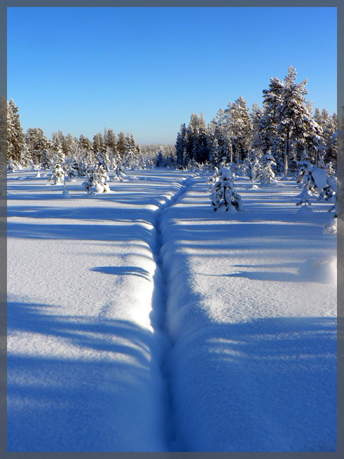 photo "***" tags: landscape, forest, winter