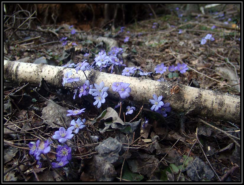 photo "Spring" tags: landscape, nature, flowers, spring